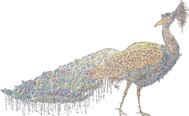 Peacock - Portable Network Graphics (645x420), Png Download