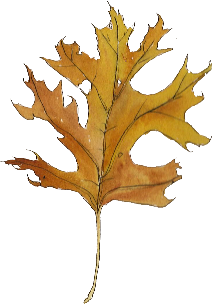 Welcome To The Library - Gambel Oak (806x1089), Png Download