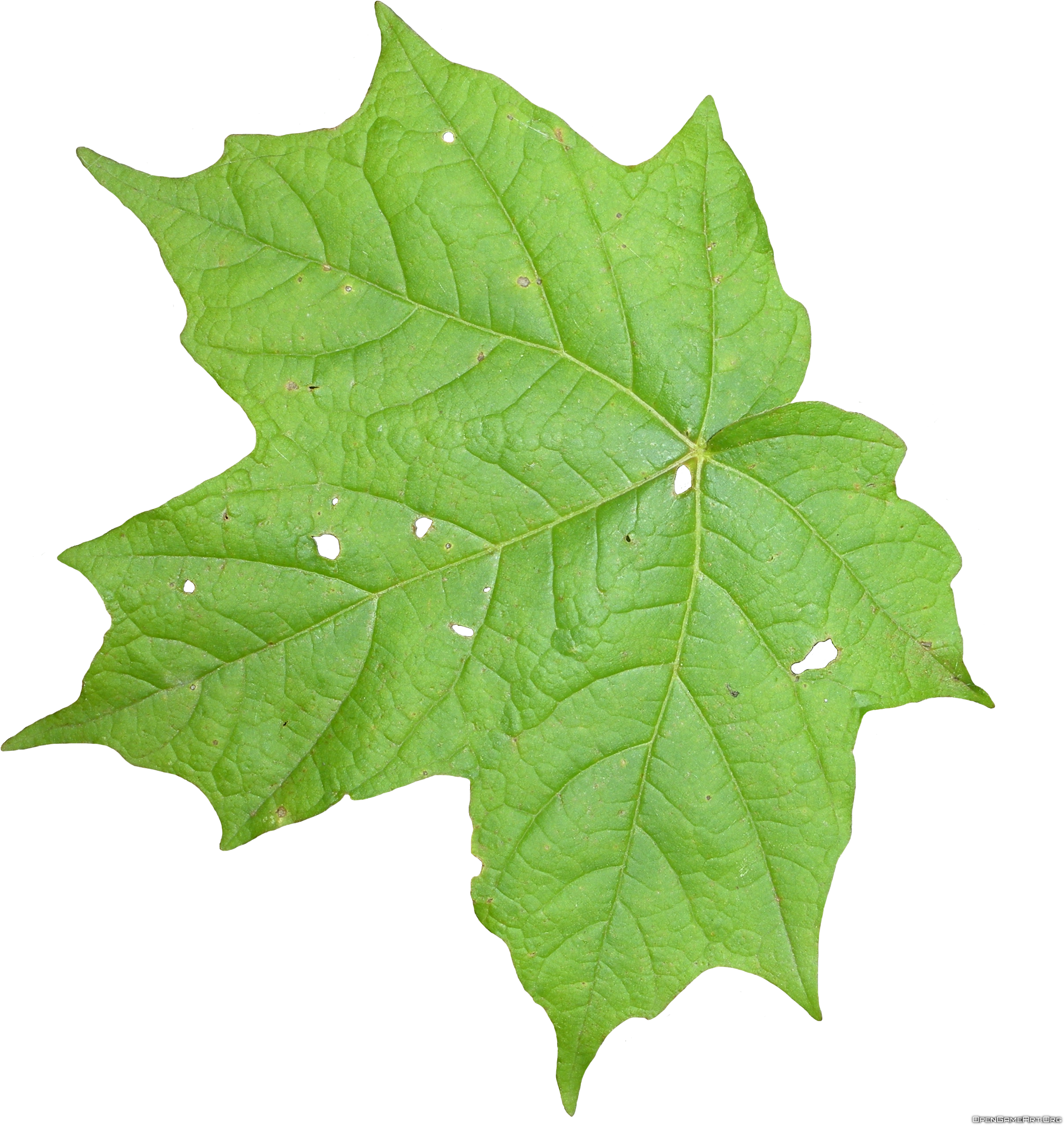 Free Download Of - Leaves Texture Png (2560x2560), Png Download