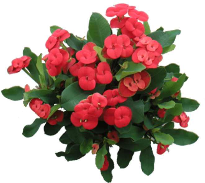 Euphorbia Milii - Euphorbia Milii Png (660x605), Png Download