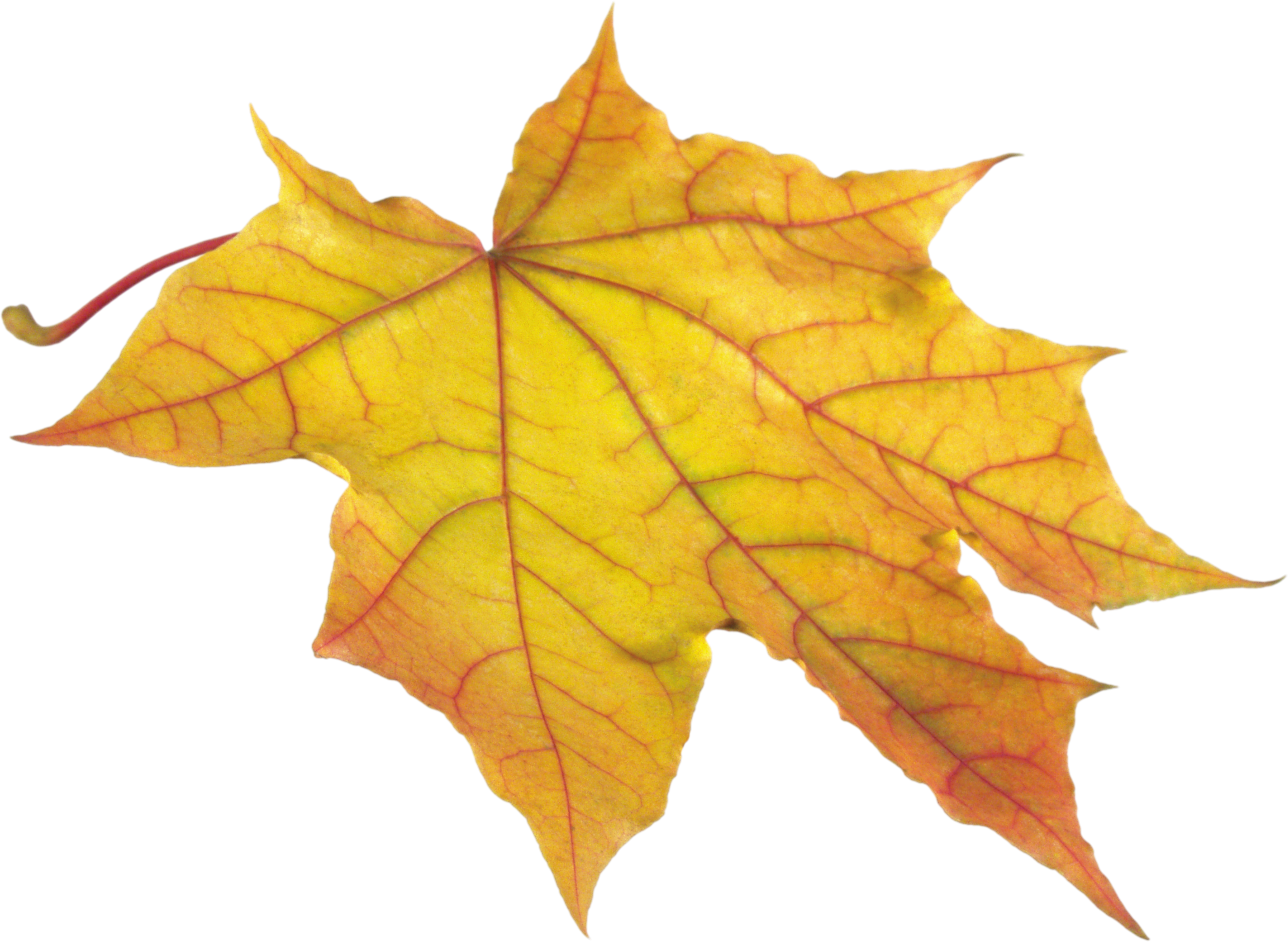 Free Png Autumn Leaf Png Images Transparent - Hojas De Otoño Png (851x622), Png Download