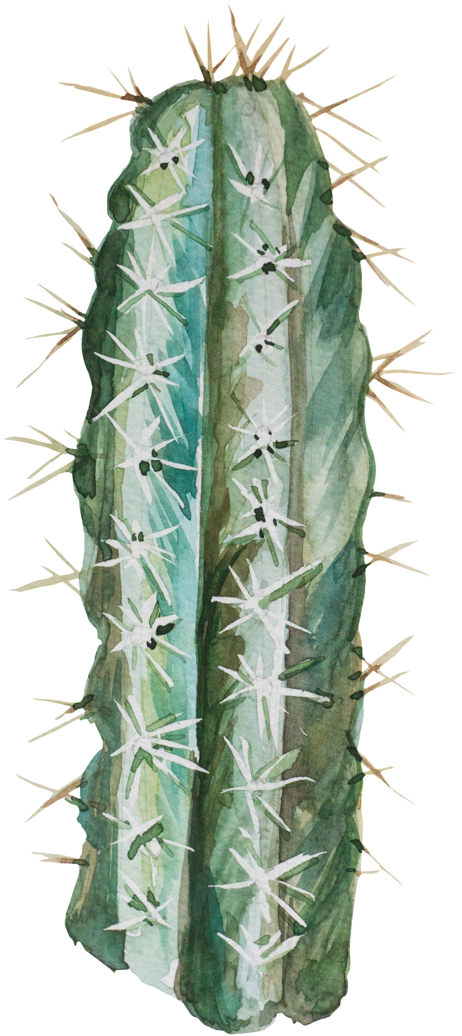 Transparent For Hand Painted Desert Plants - Portable Network Graphics (1024x2278), Png Download