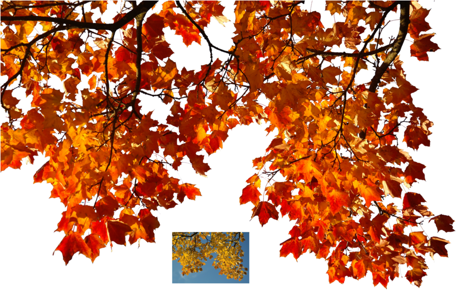 Autumn Leaves Png Banner Library - Real Autumn Leaves Png (900x576), Png Download