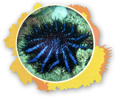 Crown Of Thorns The Snorkel Store Maui Hi - Animal Is Covered With Spines (396x337), Png Download