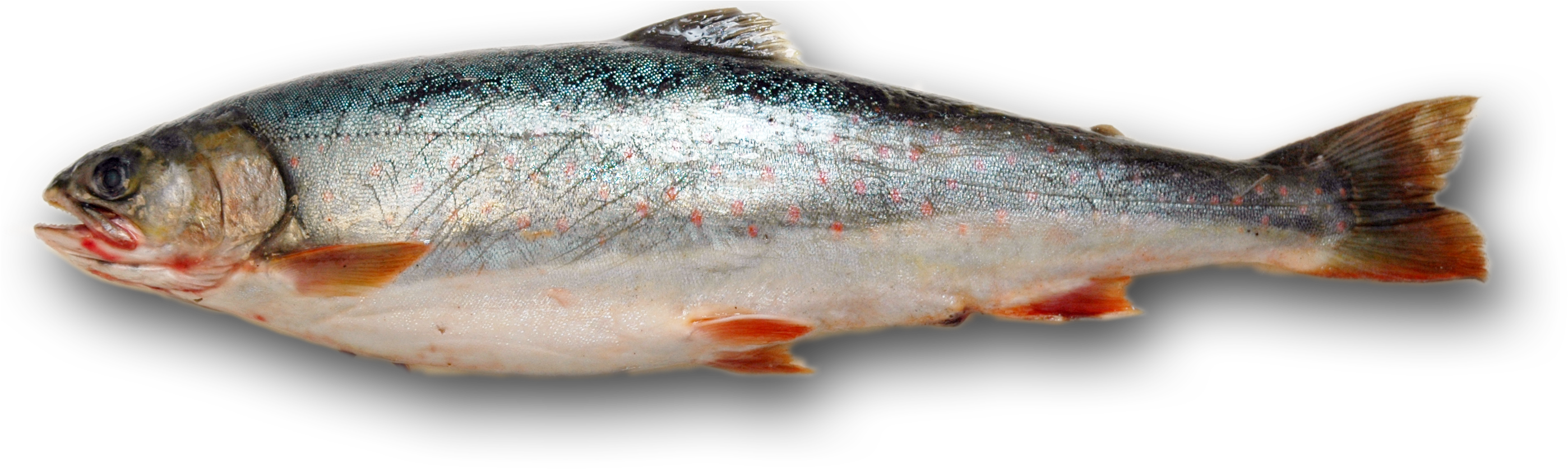 The Fall Fish Is Fat, But Not Just Because It Has A - Fish Food Transparent Background (3000x1000), Png Download