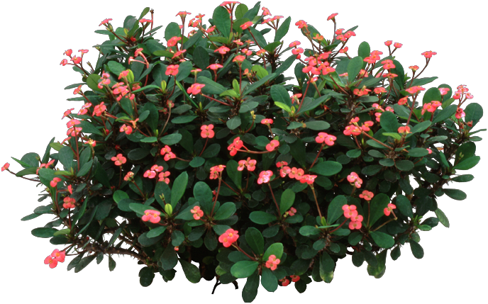 Crown Of Thorns Plant - Crown-of-thorns (688x429), Png Download