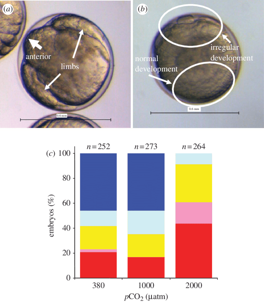 Effects Of Co 2 On Krill Development (850x976), Png Download