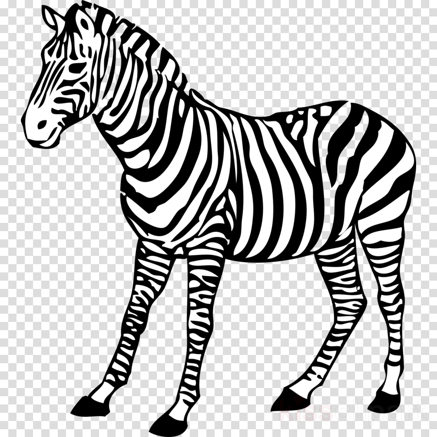 Zebra For Coloring Clipart Coloring Book Baby Zebra - Colouring Pages Of Zebra (900x900), Png Download