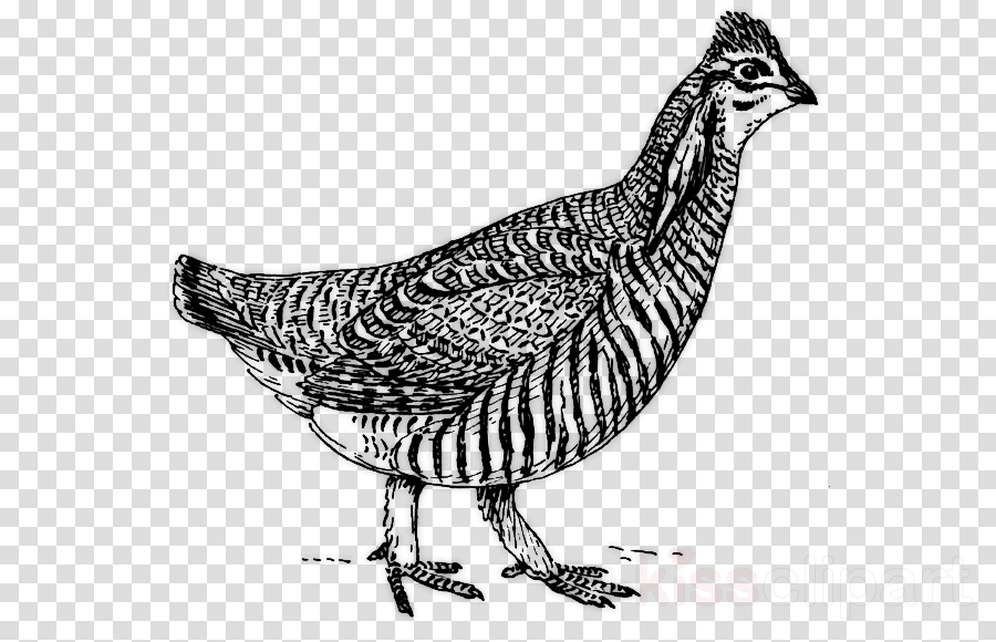 Chicken As Food Clipart Chicken As Food Silkie Fried - Prairie Chicken Clipart (900x580), Png Download