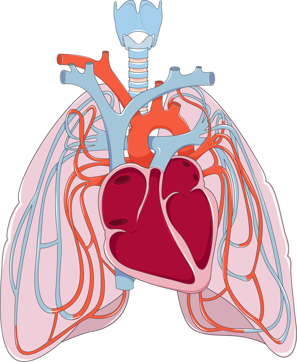 Jpg Download Clipart Pulmonary Circulation Cute Borders - Lungs And Heart Png (950x1158), Png Download