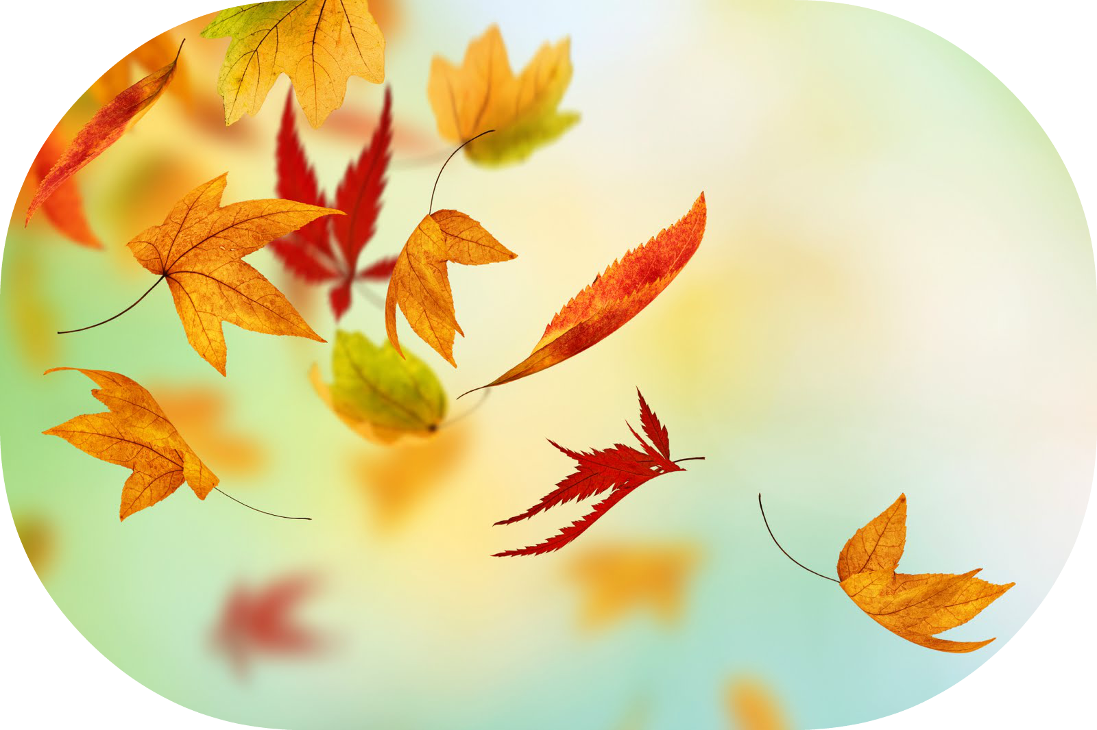 Autumn Fall Leaves Hd - Happy New Month October 1st (1600x1066), Png Download