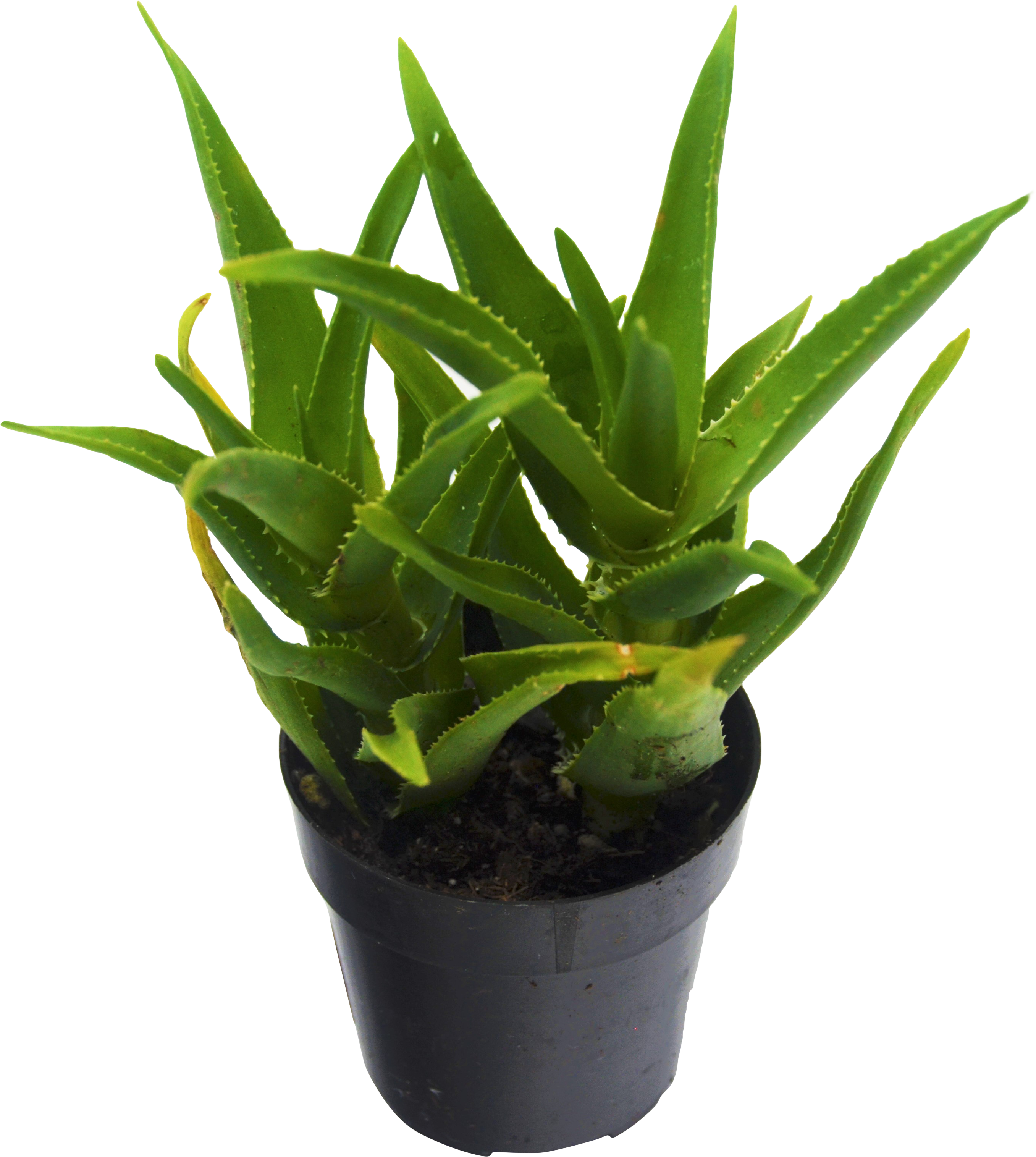 1 Pack Climbing Aloe Succulent - Aloe Vera Succulent (2713x3029), Png Download