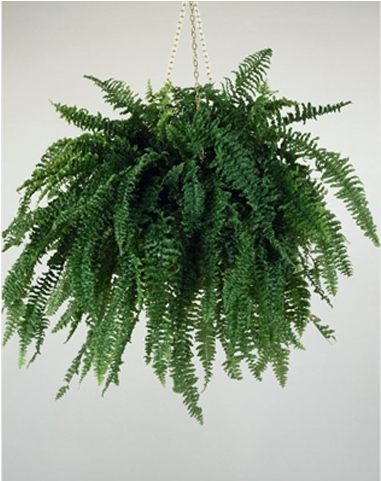 Free Modern Indoor Tree Png - Victorian Time Indoor Plants (640x480), Png Download