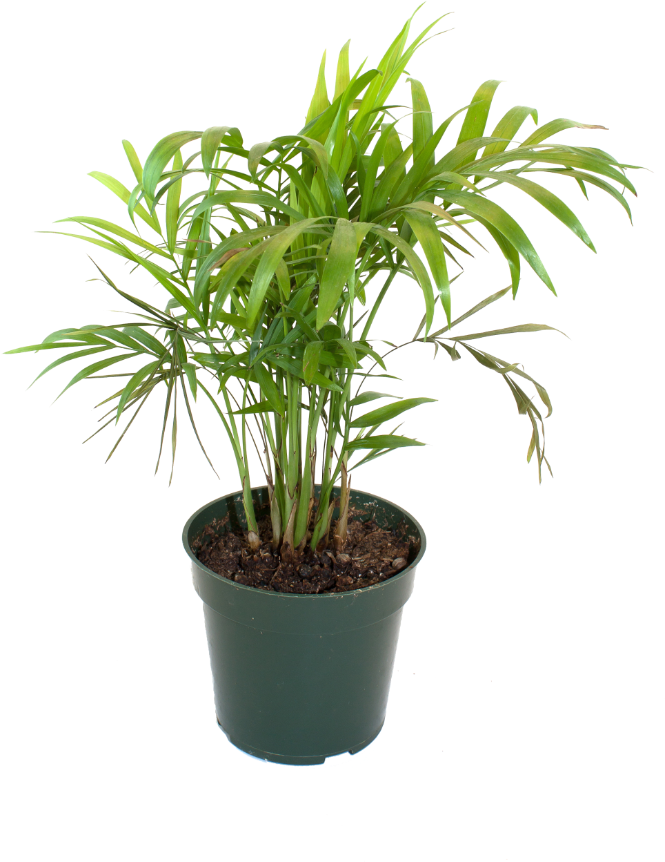 Bamboo House Plant Inspiring Flowerpot Bamboo Houseplant - Bamboo Palm Png (1024x1536), Png Download
