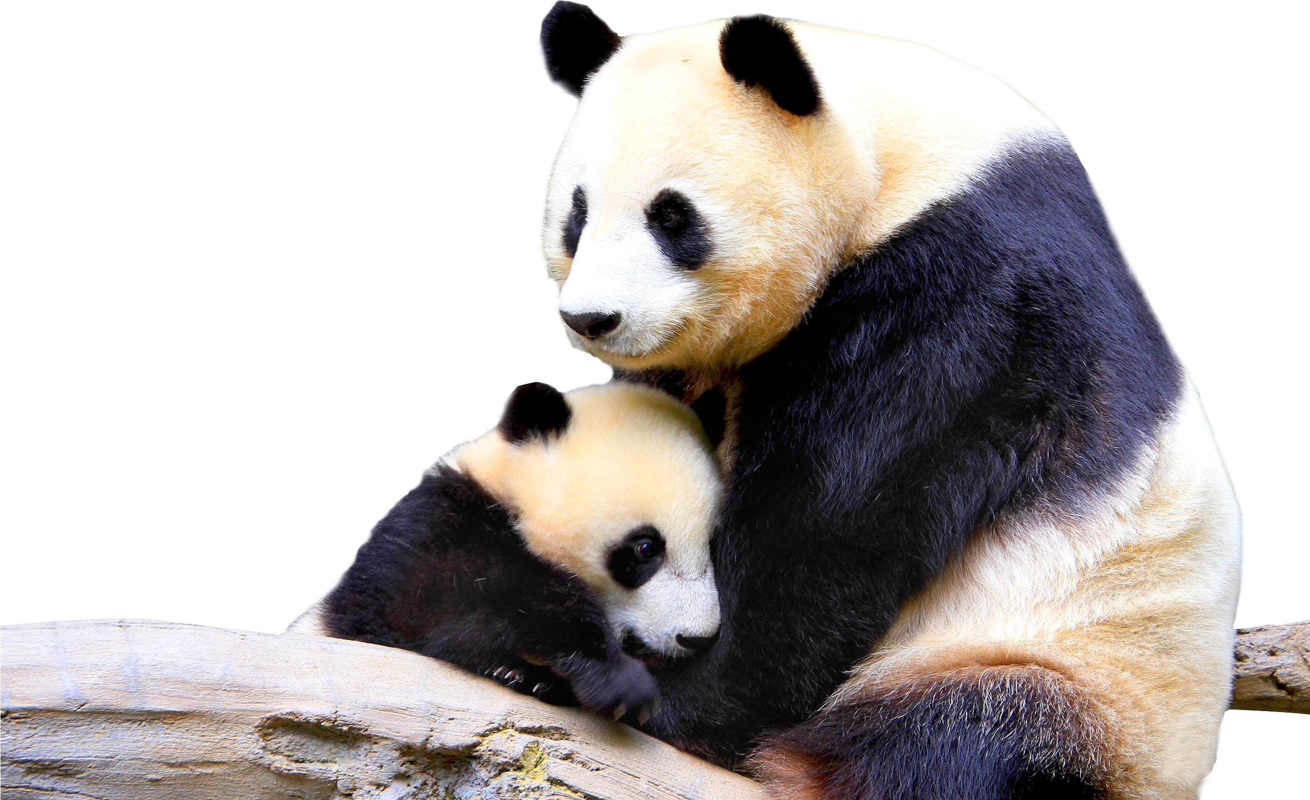 Panda Bear Png (2548x1600), Png Download