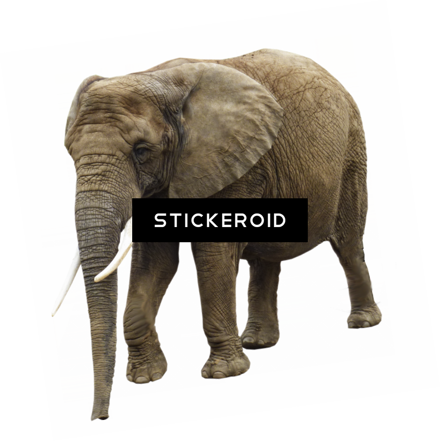 White Elephant Hd Animals - Elephant (902x903), Png Download
