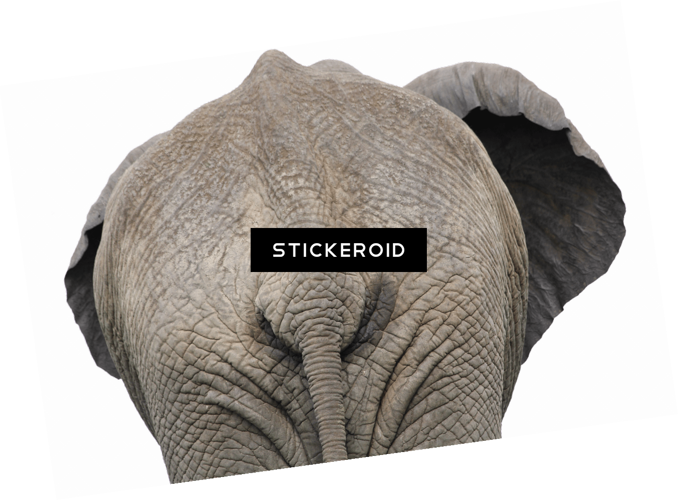 Elephant Back View Close Up - Elephant Butt Humor Canvas Print - Small By Karen Arnold (1385x1022), Png Download