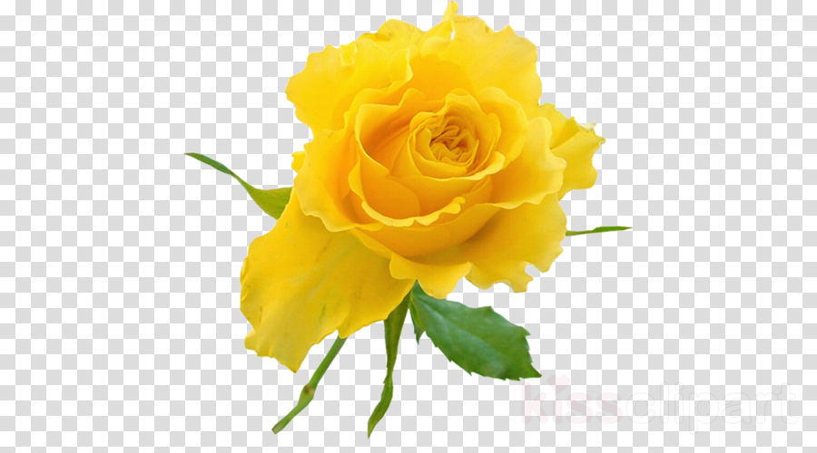 Yellow Roses Png Clipart Clip Art - Love Png Tattoo (900x500), Png Download