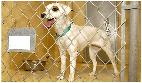 A Caring Atmosphere For Your Furry Friend - Chain-link Fencing (970x320), Png Download
