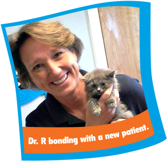 Renee Rucinsky, Dvm, Dipl - Domestic Short-haired Cat (576x556), Png Download