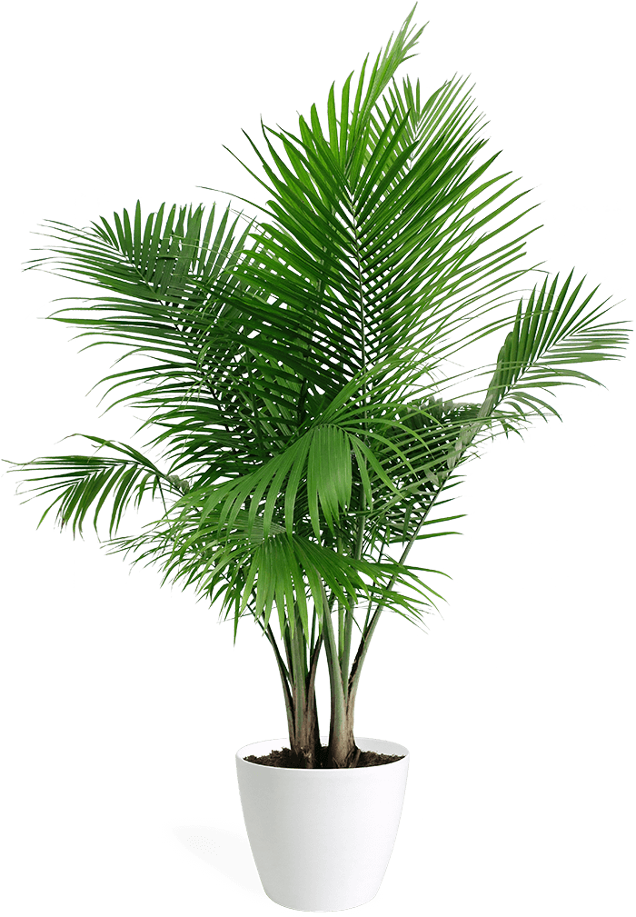 It's Our First Anniversary And We're Having A Party - Home Plant That Purifies Air (700x1065), Png Download