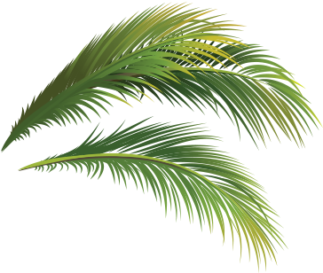 Local News Headlines - Attalea Speciosa (977x478), Png Download