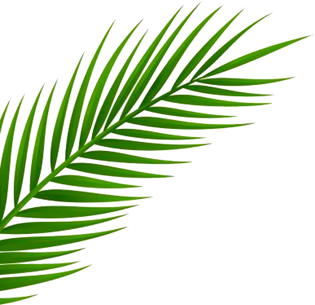 Inspired By A Recent Trip To Miami By Our Creative - Palm Leaf Png Free (621x602), Png Download