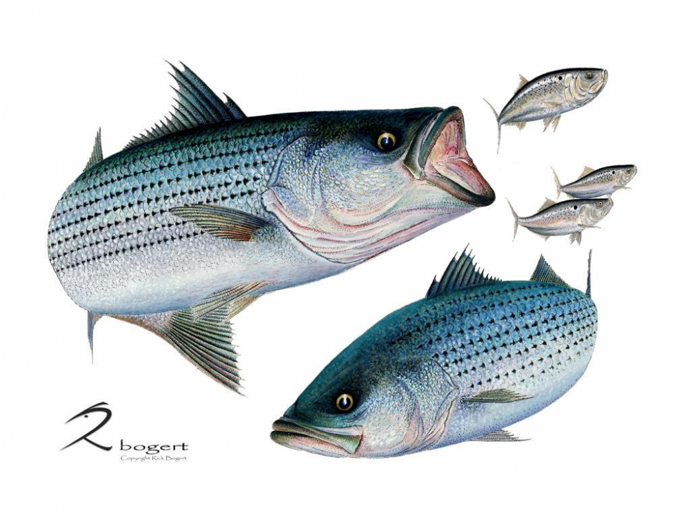 Striped Bass (1000x1000), Png Download