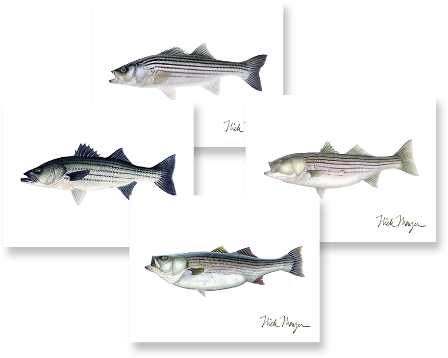 Striped Bass Boxed Assortment - Cafepress Striper New Sig Tile Coaster (914x731), Png Download