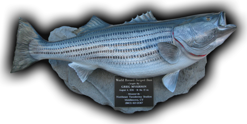World Record Striped Bass Fish Mount Replica 81 Lbs, (800x403), Png Download