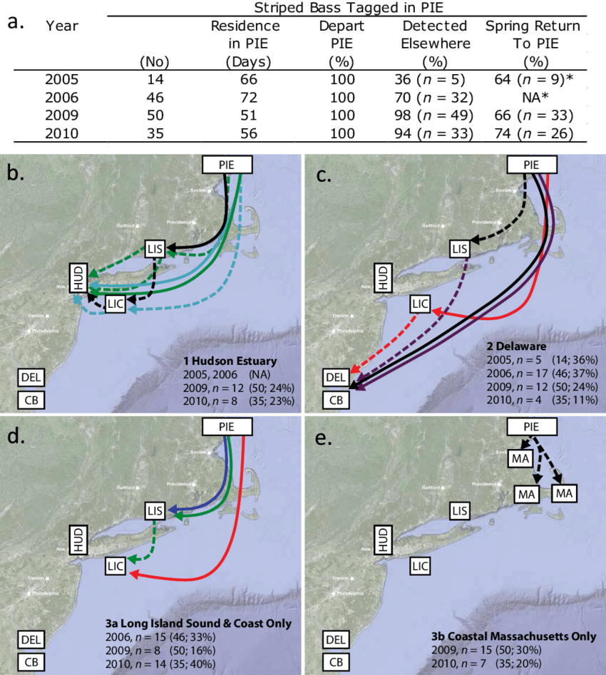 Connectivity, Specificity, And Fidelity In Striped (850x947), Png Download