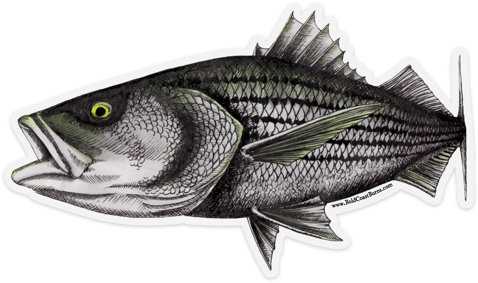 Download Striped Bass Facts PNG Image with No