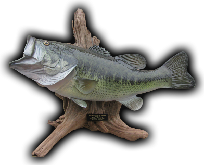 23" Largemouth Bass Fish Mount Replica - Bass (800x647), Png Download