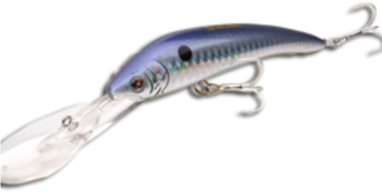 Beloniformes (768x432), Png Download