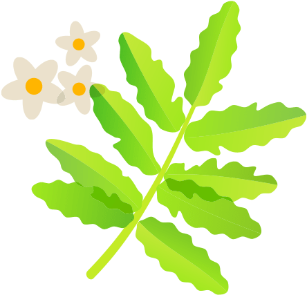 Frankincense - Liść Klonu (600x600), Png Download