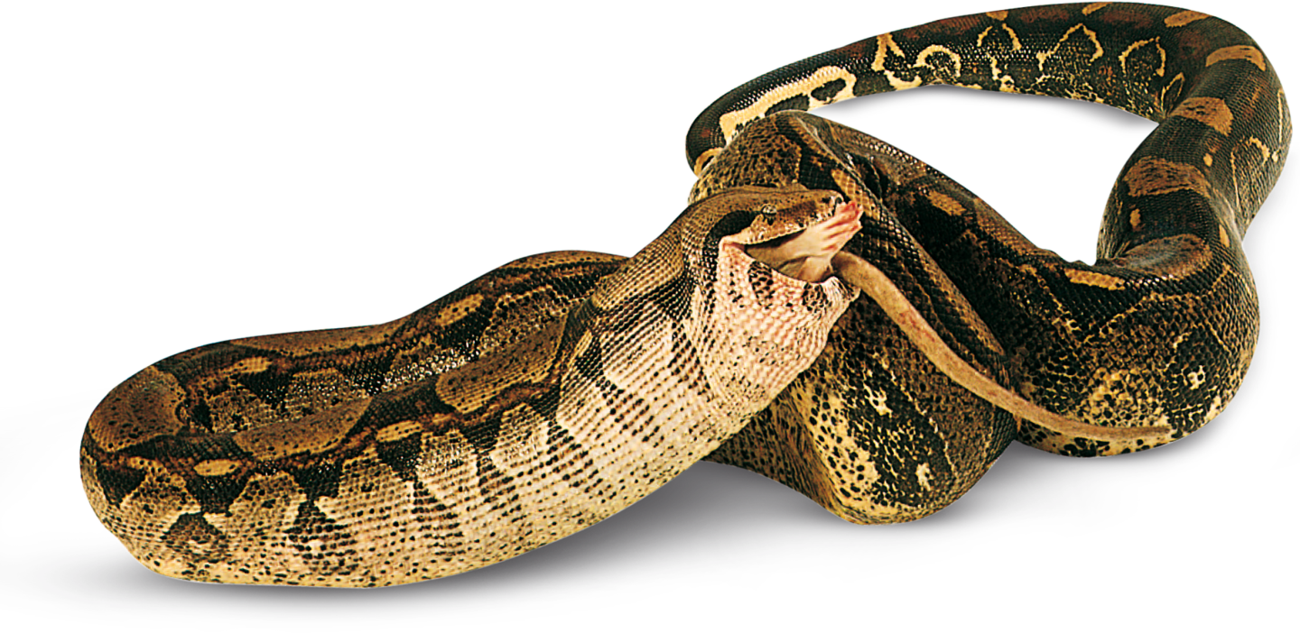 Types Of Reptiles Facts Dk Find Out - Reptiles En Png (1440x702), Png Download