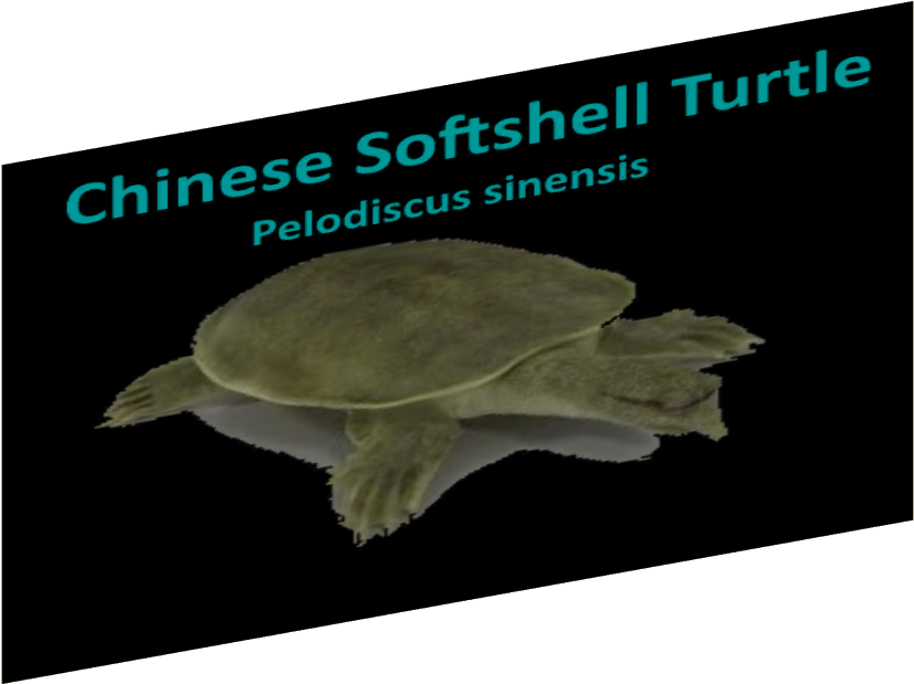 Reptile Signs 08 - Sea Turtle (826x826), Png Download