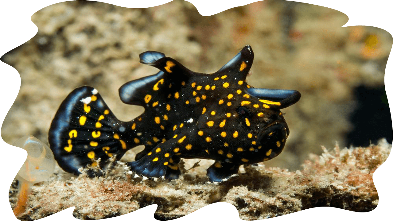 Muck3 - Echinoderm (1280x720), Png Download