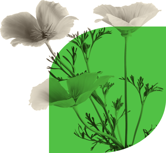 California Poppy Works Especially Well For Sleeplessness - California Poppy (664x611), Png Download
