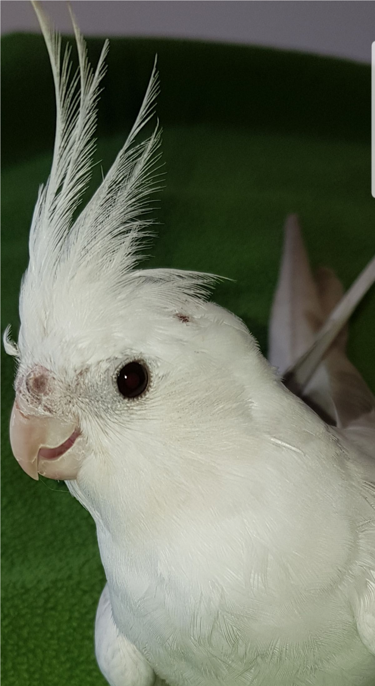 Sightings - Cockatiel (2199x2199), Png Download