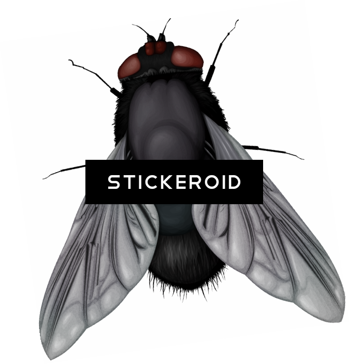 Fly Insects - House Fly (707x738), Png Download