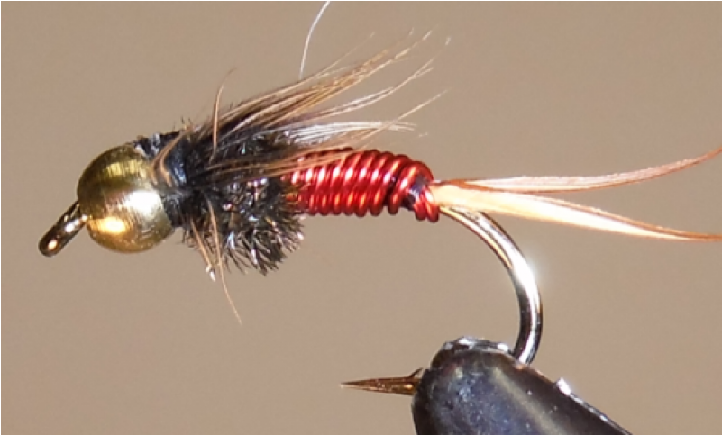 Red Copper John - Insect (800x800), Png Download