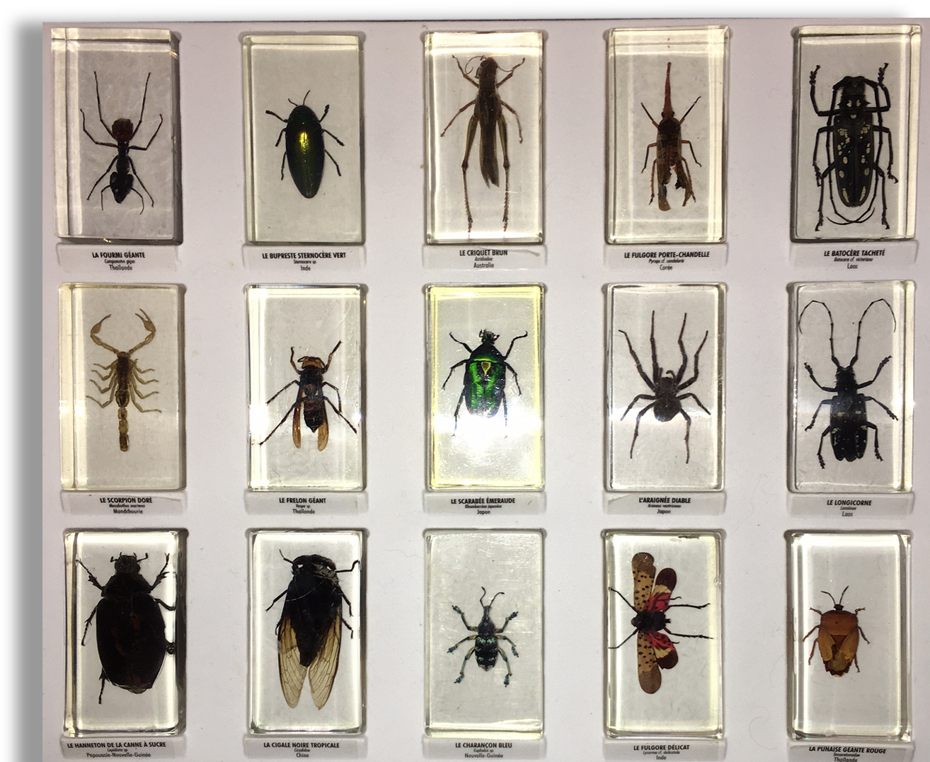 Insect (1313x1102), Png Download