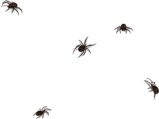 Wolf Spider (640x500), Png Download
