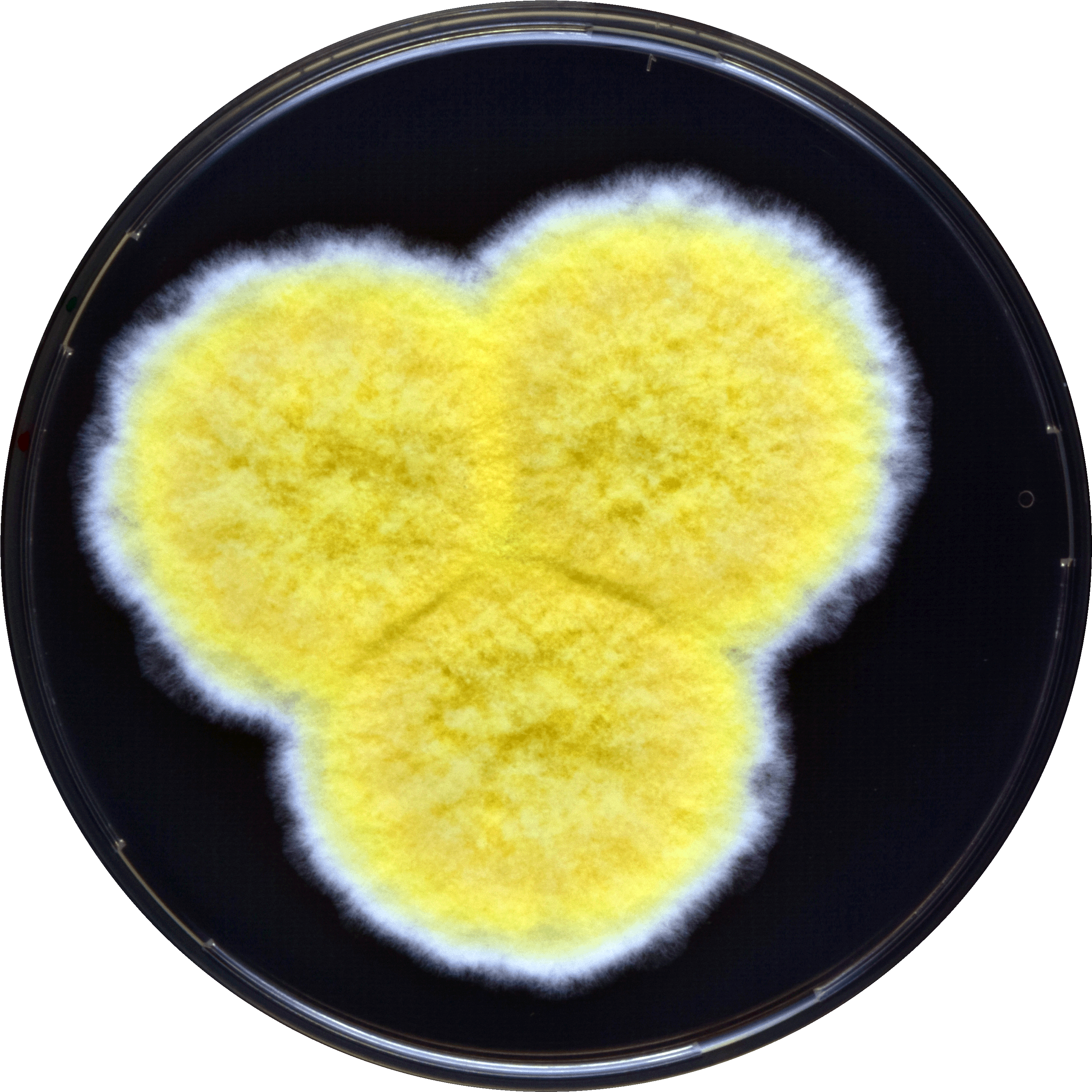 Aspergillus Caperatus Yes - Heart (3000x3000), Png Download
