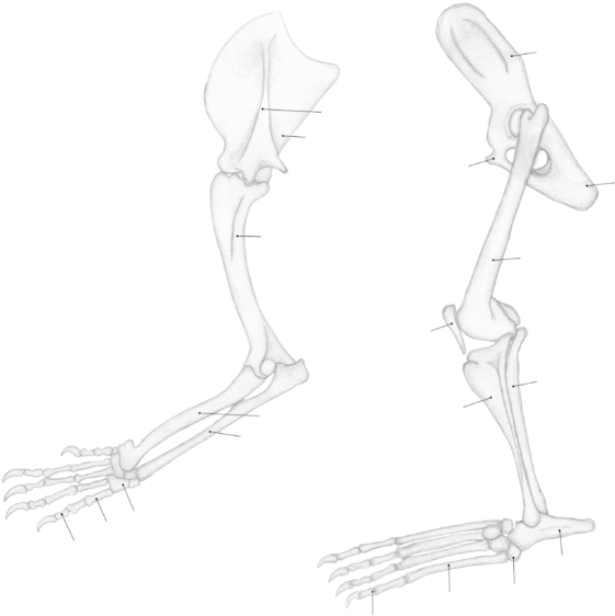 Panthera Leo Limbs - Lion (623x599), Png Download