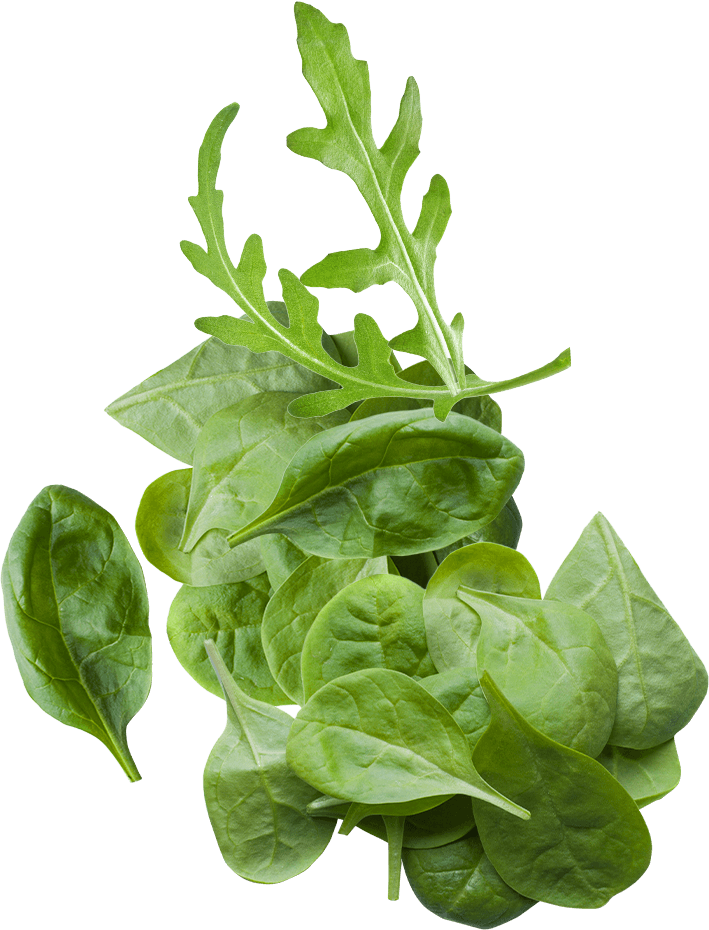 Salad Rocket And Spinach Baby Leaves - ประโยชน์ ของ กระ เพรา (709x930), Png Download