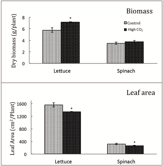 Biomass Accumulation And Leaf Area In Lettuce And Spinach - Lettuce (903x555), Png Download