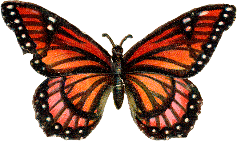 Visit - Orange Pink Butterfly Mug (770x460), Png Download