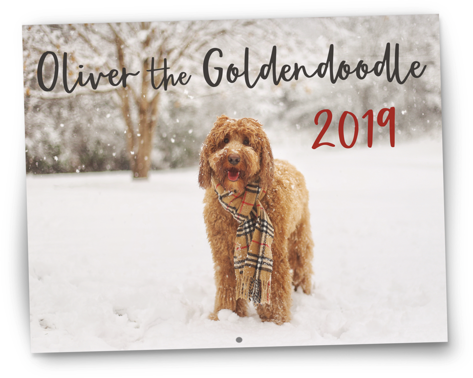 Oliver The Goldendoodle 2019 Wall Calendar - Calendar (1024x1024), Png Download